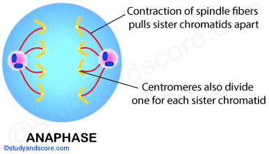 Mitosis, mitotic cell division, anaphase, contraction of spindle fibers, sister chromatids